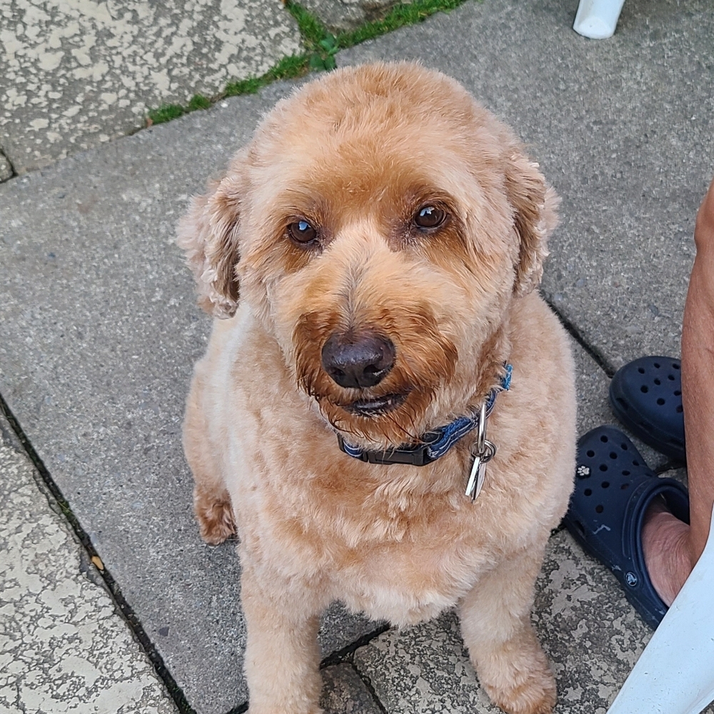 Meet your Posher, Holly